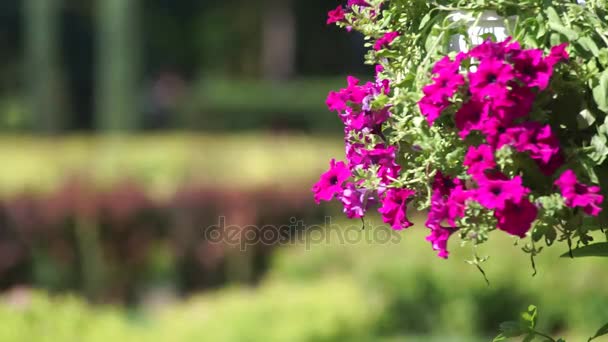 Parque de flores arbustos — Vídeo de stock