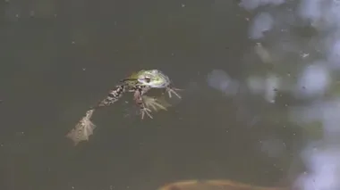 Kurbağa suya oturur