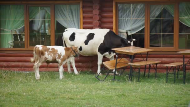 Αγελάδες βόσκησης σε βοσκότοπους — Αρχείο Βίντεο