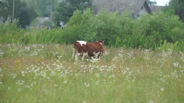 Pâturage de prairie de vache — Video