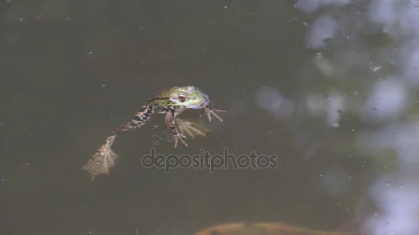 青蛙坐在水中 — 图库视频影像