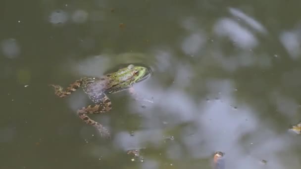 O sapo está sentado na água. — Vídeo de Stock