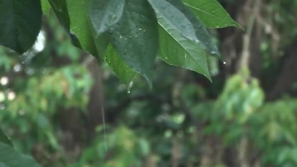 Folhas chuva de verão — Vídeo de Stock