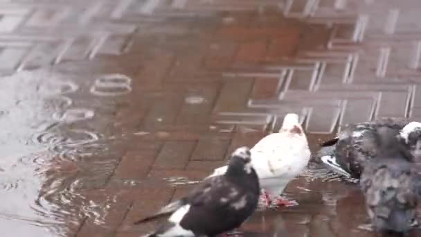 Tauben baden im Regen — Stockvideo