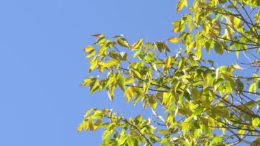 Bir dalda yeşil yapraklar