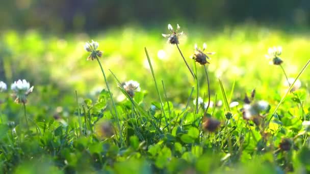 Plantas de campo en prados — Vídeos de Stock