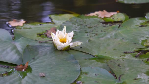在湖边的花 — 图库视频影像