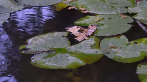 Giglio verde lascia fiori — Video Stock