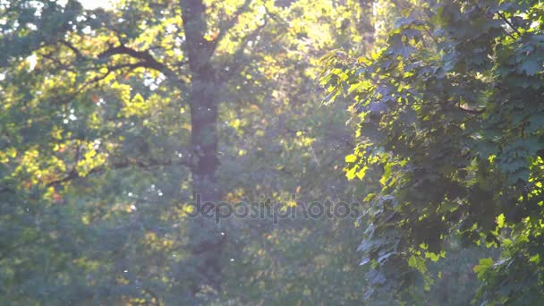 Jesienią gałęzie drzewa — Wideo stockowe