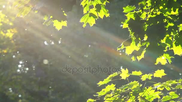 Ramas de árboles de otoño — Vídeo de stock