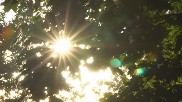 Le soleil dans les branches des arbres — Video