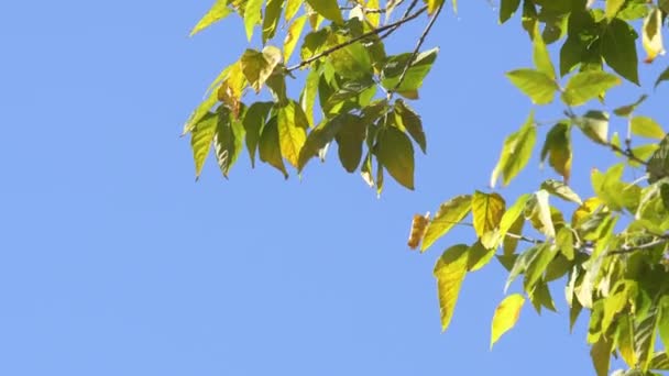 Zelené listy na větvi — Stock video