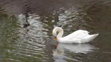 Kuğu kuğular gölet üzerinde