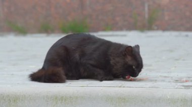 Sokaktaki kara kedi