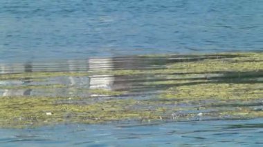 Göl ve bir sürü çöp