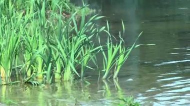 Sudan büyüyen Reed