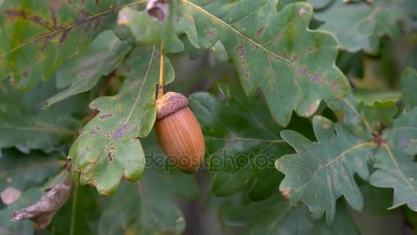 Rama de roble con bellotas — Vídeos de Stock