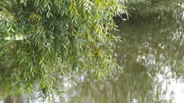 Willow Tree u řeky — Stock video