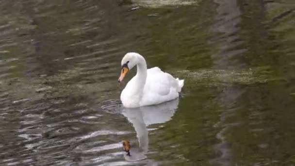 Лебеди на пруду — стоковое видео