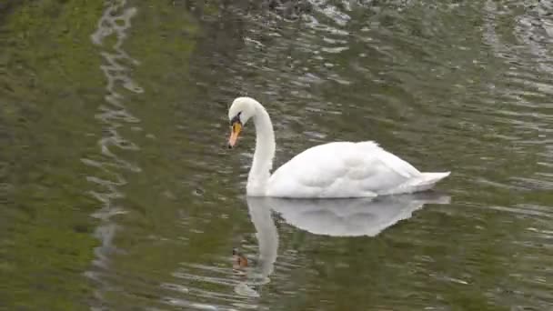 Cisne Cisnes na lagoa — Vídeo de Stock