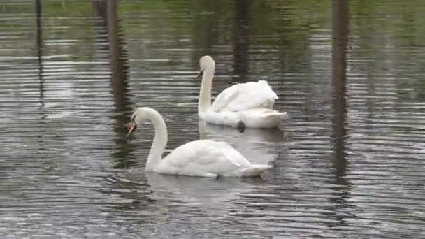 Cygnes Cygnes sur l'étang 
