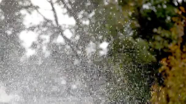 绿叶上的雨 — 图库视频影像
