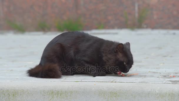 Zwarte kat op straat — Stockvideo