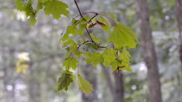 Herbstliche Landschaftspflanzen — Stockvideo