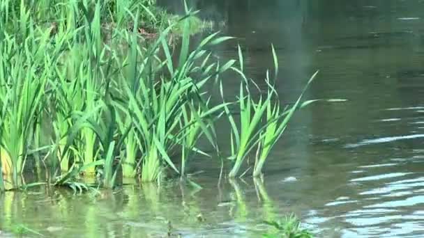 Schilf wächst aus dem Wasser — Stockvideo
