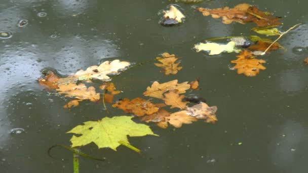 Желтые листья на поверхности воды — стоковое видео
