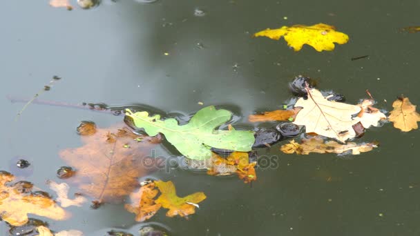 Feuilles jaunes à la surface de l'eau — Video