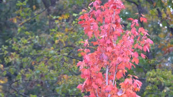 De bladeren van de boom rood met herfst koud — Stockvideo