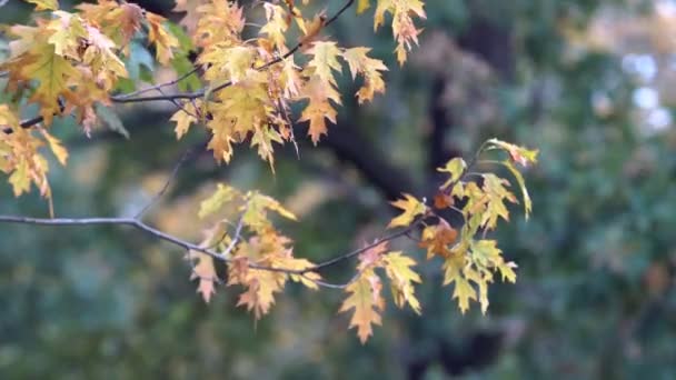 Bomen van herfst Park — Stockvideo