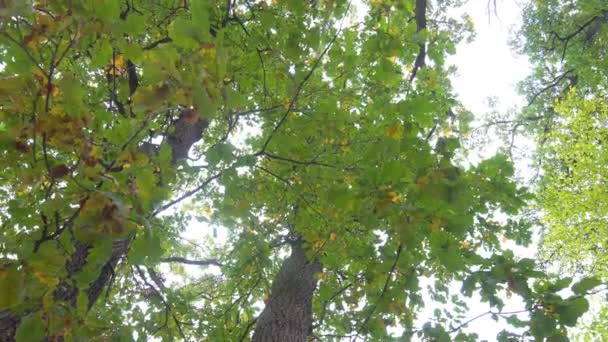 Дерева Осінній Парк — стокове відео