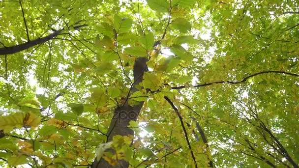 Drzewa jesienią parku — Wideo stockowe