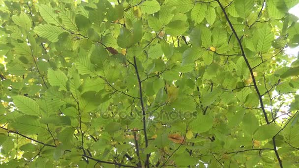 Drzewa jesienią parku — Wideo stockowe