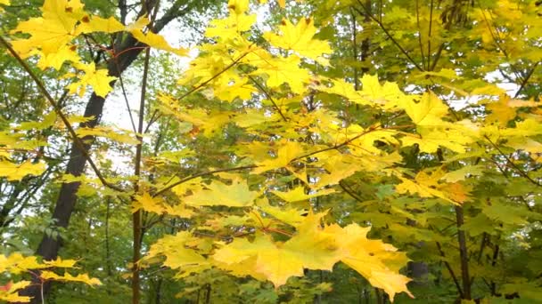 Bomen van herfst Park — Stockvideo