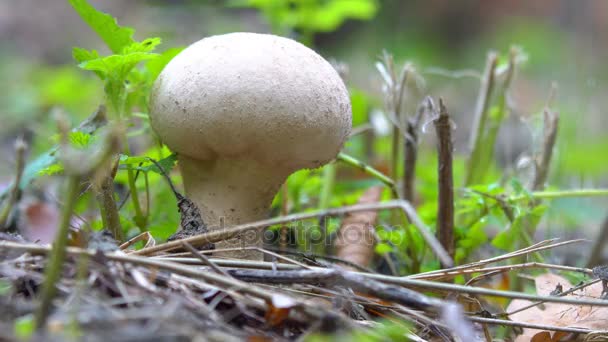 Blick auf herbstliche Pilze — Stockvideo