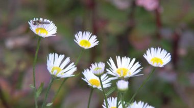 Çiçekler kırmızı papatya