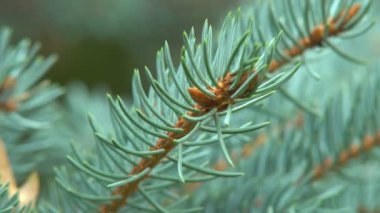 Çam ağacının iğneleri