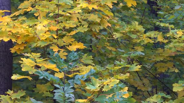 Bäume des Herbstparks — Stockvideo