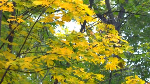 Árvores do Parque do Outono — Vídeo de Stock