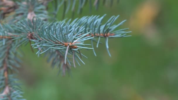 Needles of Pine Tree — Stock Video