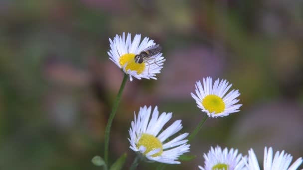 Blommor röda prästkragar — Stockvideo