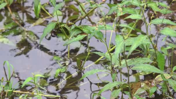 Plantas verdes no pântano — Vídeo de Stock