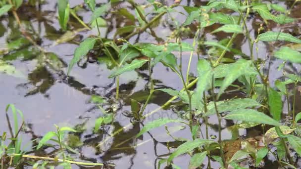 Groene planten in het moeras — Stockvideo