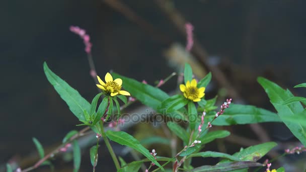 Plantes vertes dans le marais — Video