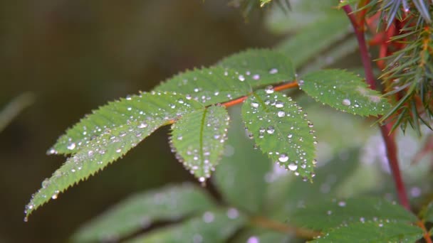 雨点落在树叶上 — 图库视频影像