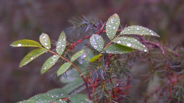 Капли дождя в листве — стоковое видео