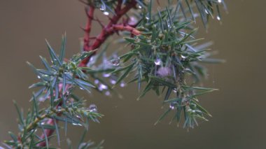 İğneler üzerine yağmur damlaları